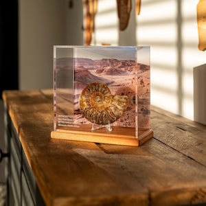 Vitrina acrílica personalizada: Fósil, amonita, trilobite, diente de tiburón, grabado gratuito