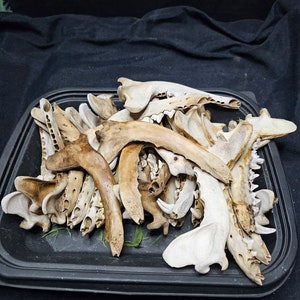 Bone Box