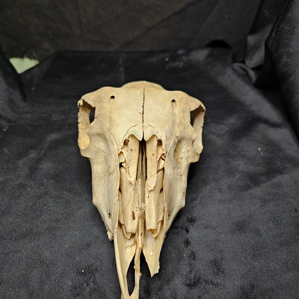 Sheep skull ( imperfect)