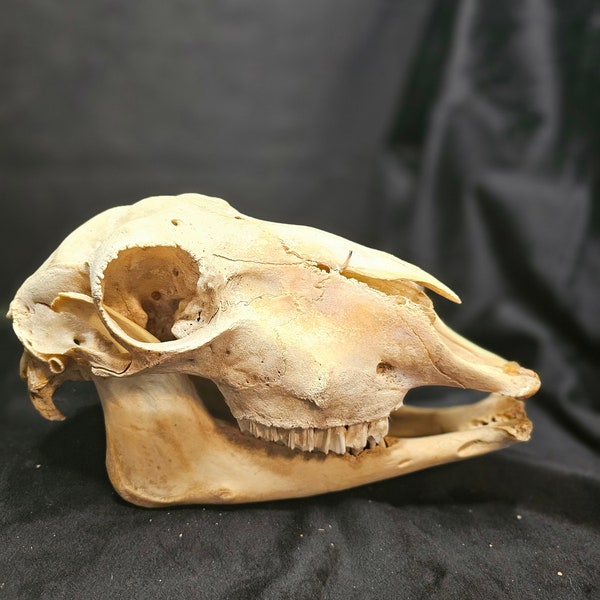 Full Sheep Skull