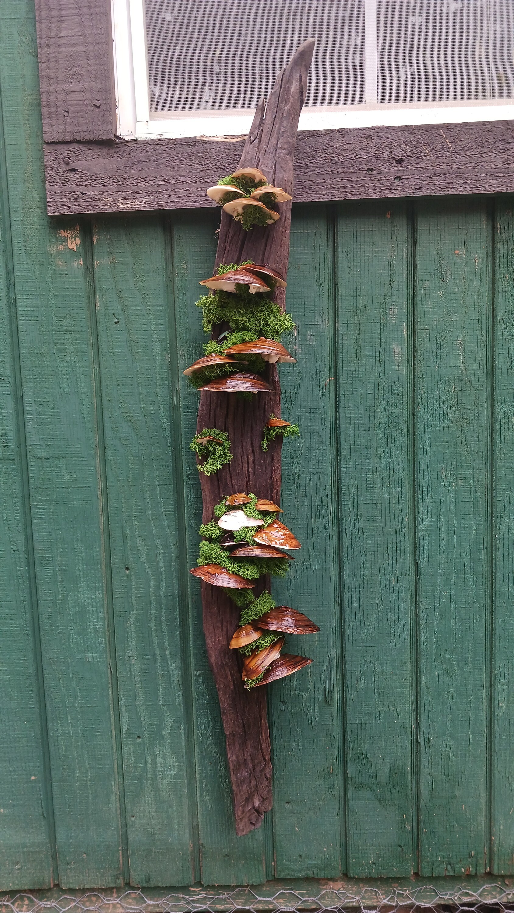 Turkey Tail Shells - Etsy