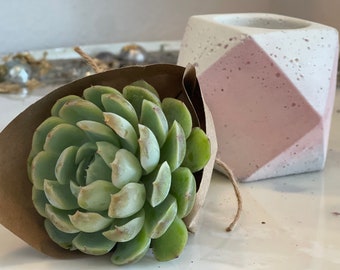 Mexican Snow Ball Succulent Starter Kit with Hand-Painted blush and white geometric Cement Planter