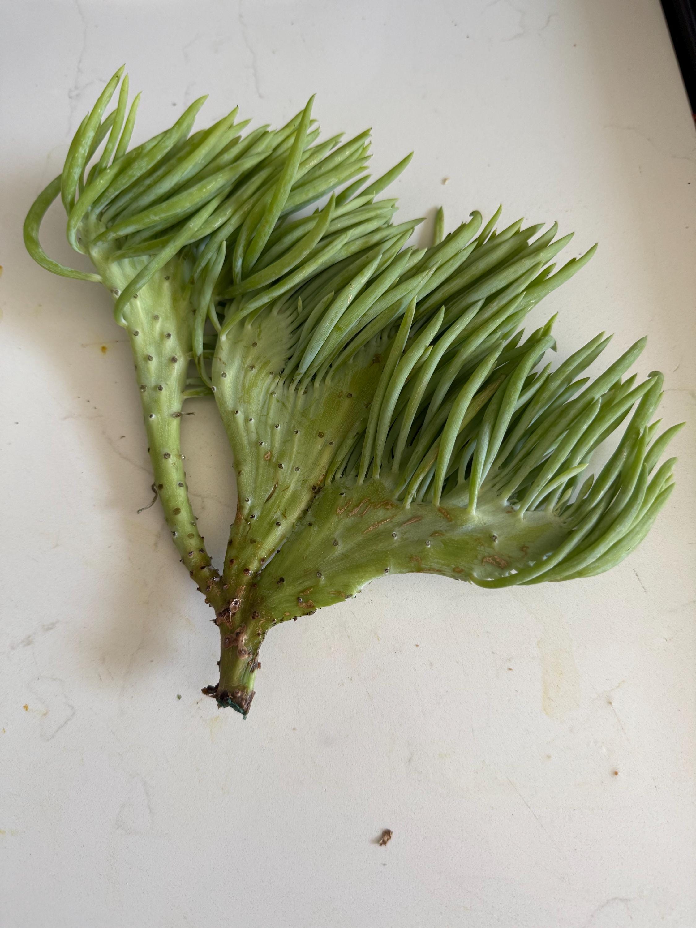 Mermaid tail succulent - Etsy 日本