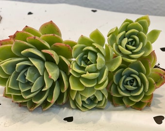 5 Blauwe echeveria, geworteld diverse maten geworteld