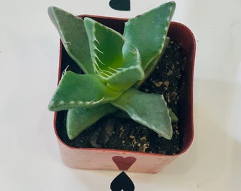 Tigers jaw (Faucaria tigrina)  2” succulent