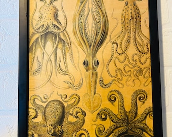 Octopus & Squid Haeckel Print on wood panel Natural History Oceanography Victorian Scientific Lithograph Framed.