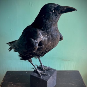 May include: A preserved crow with black plumage and a dark beak, mounted on a black wooden block. The bird is set against a light teal backdrop, highlighting its detailed feathers and stance.