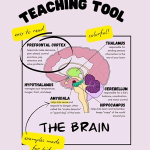 Over de hersenen! Beknopt hulpmiddel voor docent, therapeut, arts