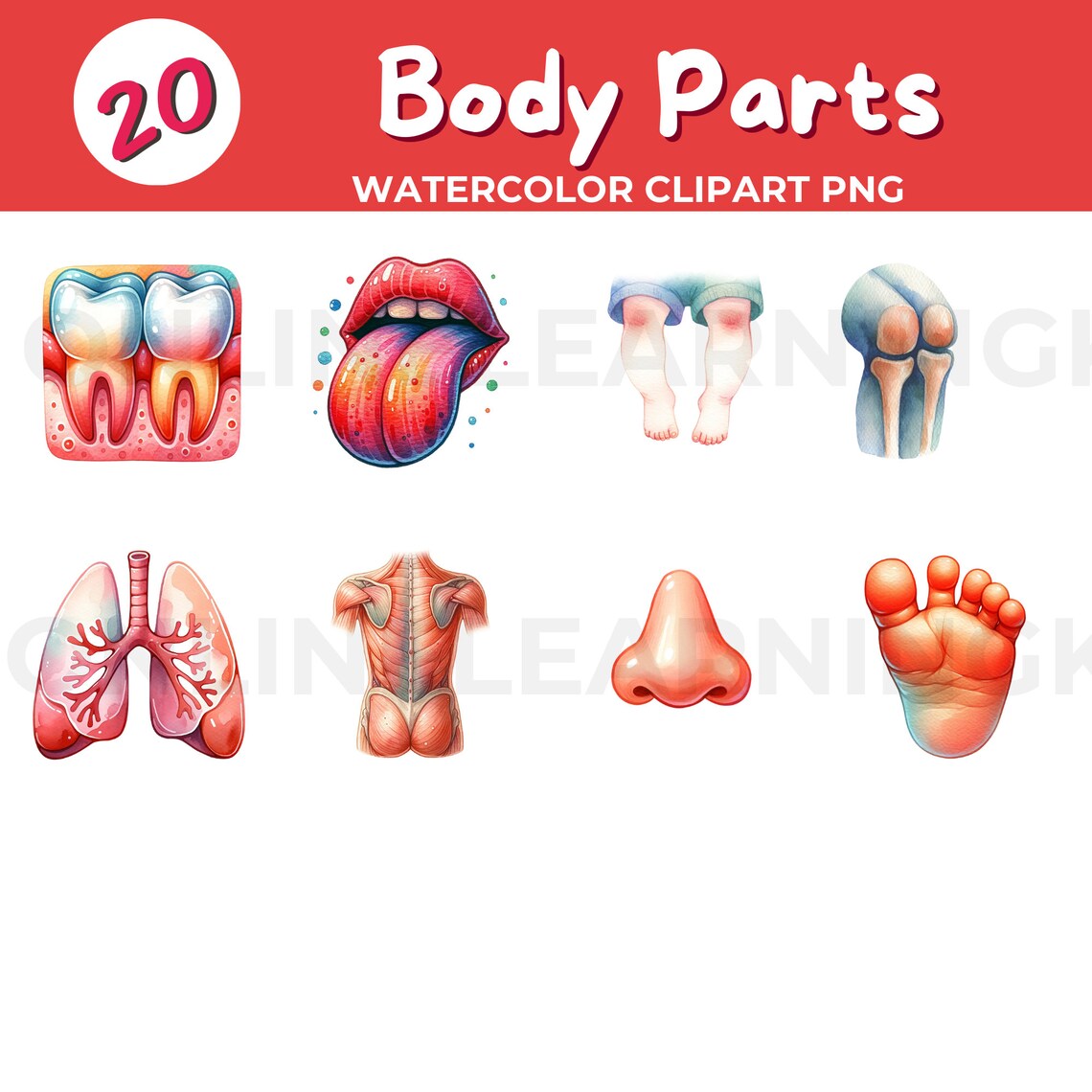 20 Human Body Parts Clip Art PNG - Etsy