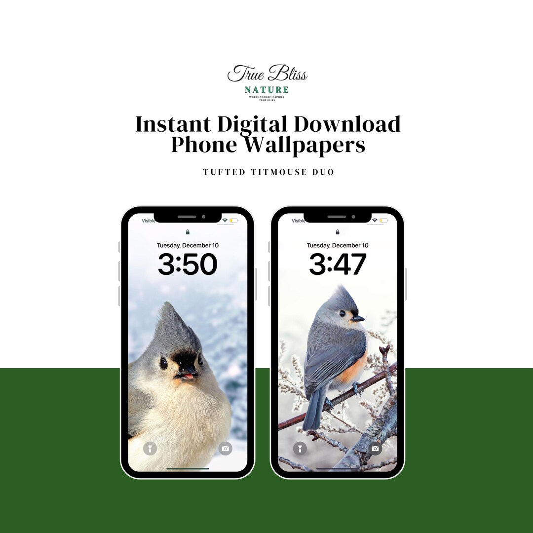 Winter Bird iPhone Wallpaper, Bird Photo Android Background, Wildlife ...
