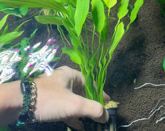 Echinodorus Grandifolius Pot Aquarium Plants with root