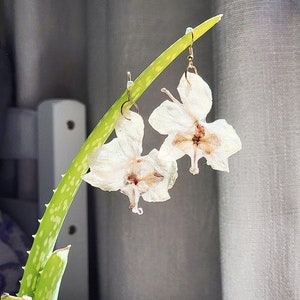 Dried White Orchid Earrings