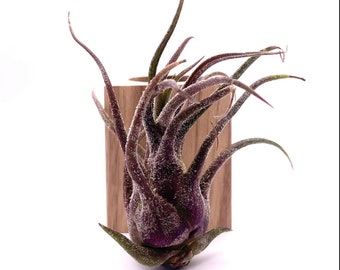 Rare Purple Air Plant - Tillandsia Pruinosa