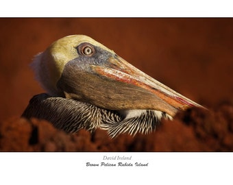 Brown Pelican Rabida island Galapagos