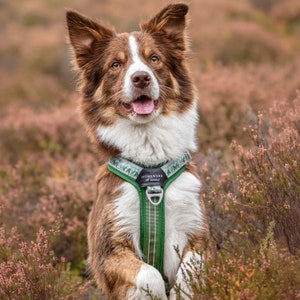 May include: A brown and white border collie dog wearing a green and white patterned harness with the text "Homeward Bound" on it. The dog is standing in a field of pink and green flowers.