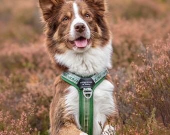 May include: A brown and white border collie dog wearing a green and white patterned harness with the text "Homeward Bound" on it. The dog is standing in a field of pink and green flowers.