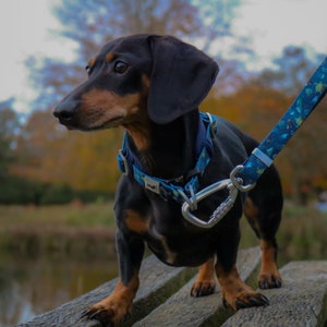 Puede incluir: Un dachshund negro y marrón con un collar y una correa de estampado azul y verde. El perro está de pie sobre una superficie de madera.