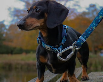 May include: A black and tan dachshund wearing a blue and green patterned collar and leash. The dog is standing on a wooden surface.