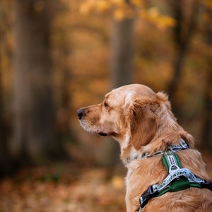 May include: A golden retriever dog wearing a green and white patterned harness, sitting in a forest setting with fallen leaves on the ground.