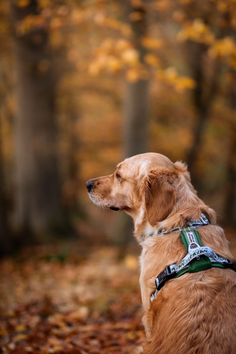May include: A golden retriever dog wearing a green and white patterned harness, sitting in a forest setting with fallen leaves on the ground.