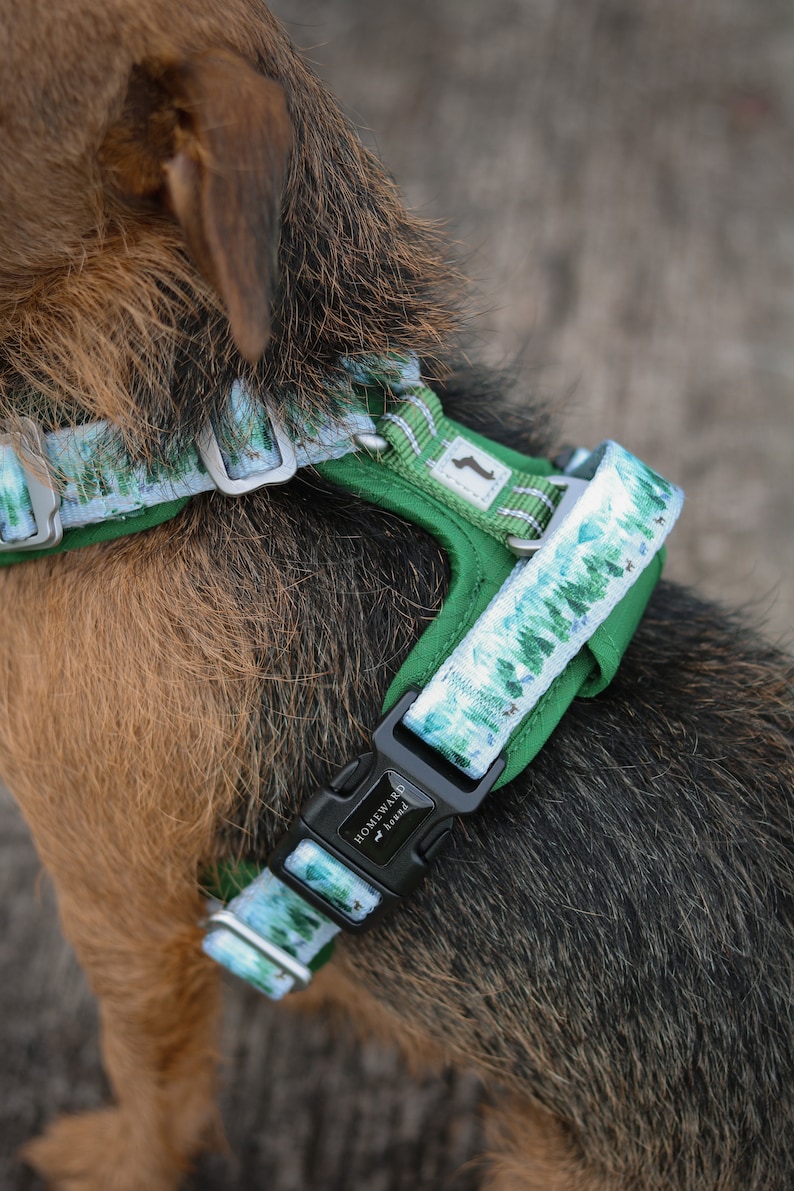 May include: A green and blue patterned dog harness with a black buckle. The buckle has the text "Homeward Bound" on it.