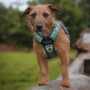 May include: A brown and tan dog with a green and white patterned harness that says "Homeward Hound" on it. The dog is standing on a tree trunk.