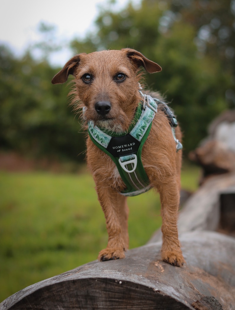 May include: A brown and tan dog with a green and white patterned harness that says "Homeward Hound" on it. The dog is standing on a tree trunk.