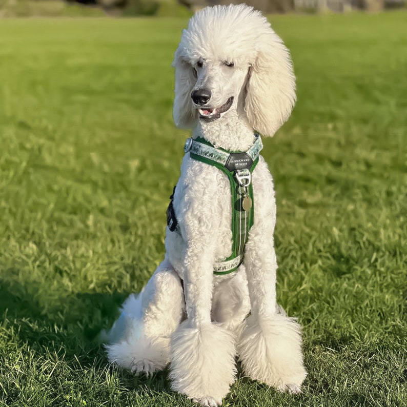 May include: A white standard poodle sitting on green grass wearing a green and white patterned harness with a silver tag.