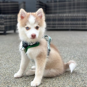 May include: A small, white and brown puppy with blue and brown eyes sits on a gray, textured surface. The puppy is wearing a green and camouflage patterned harness with a silver buckle. The puppy is looking directly at the camera.