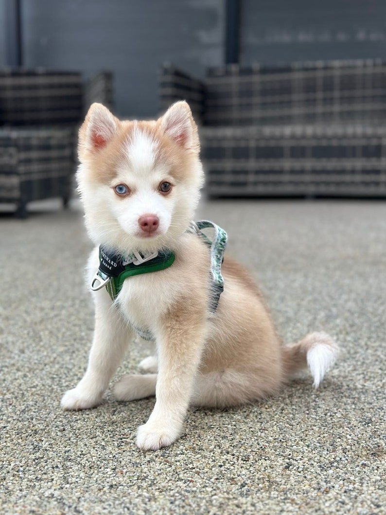 May include: A small, white and brown puppy with blue and brown eyes sits on a gray, textured surface. The puppy is wearing a green and camouflage patterned harness with a silver buckle. The puppy is looking directly at the camera.