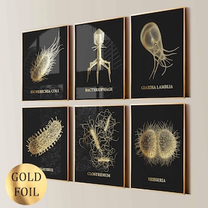 Op de afbeelding: Een set van zes ingelijste wandkunstprints met goudfolie-illustraties van micro-organismen op een zwarte achtergrond. De prints zijn gelabeld met Escherichia Coli, Bacteriophage, Giardia Lamblia, Savirus, Clostridium en Neisseria in goudkleurige tekst.