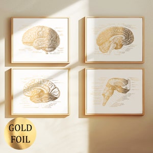 May include: Four framed prints featuring detailed anatomical illustrations of the human brain. The prints are in gold and beige tones, with the text "GOLD FOIL" in a gold circle at the bottom left. The frames are a light wood color.