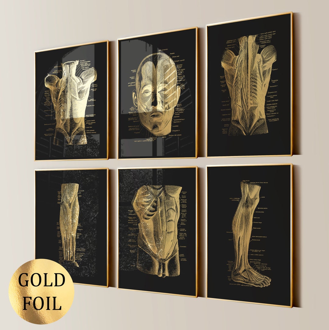 Set 6 Gold Anatomy Art Muscular System Posters Massage Clinic Wall ...