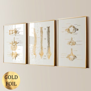 Conjunto de 3 Arte da Coluna Humana Arte Anatomia Dourada Pôster da Coluna Vertebral Vértebras da Medula Espinhal Arte Ortopédica Arte Médica Arte de Parede Clínica Arte em Folha de Ouro