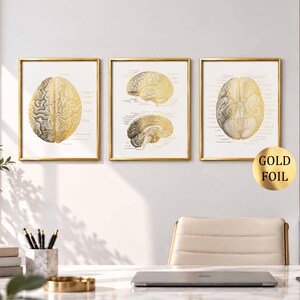 Op de afbeelding: Een set van drie ingelijste wandprints met anatomische hersenillustraties in goudfolie. De prints tonen gedetailleerde aanzichten van het menselijk brein vanuit verschillende hoeken met wetenschappelijke labels op een witte achtergrond.