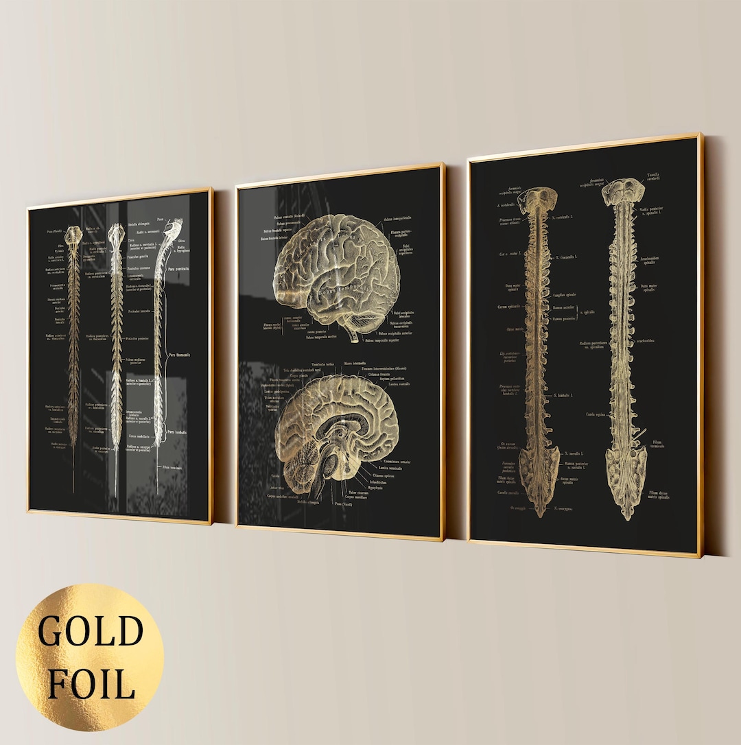3 Neurology Art Brain Anatomy Spinal Cord Poster Nervous System Diagram ...