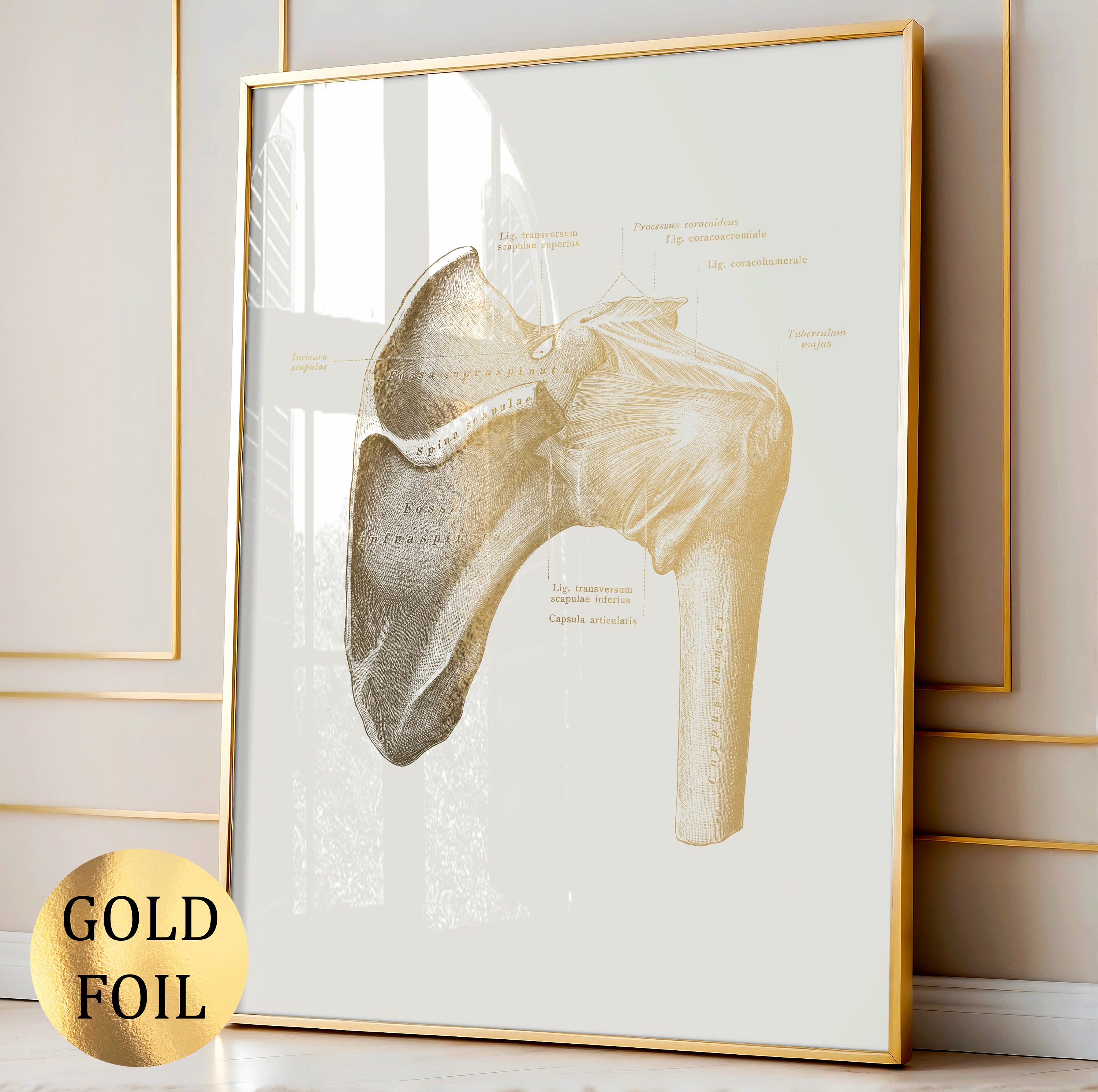 Set 6 Anatomy Art Elbow Joint Posters Medical Art Musculoskeletal ...