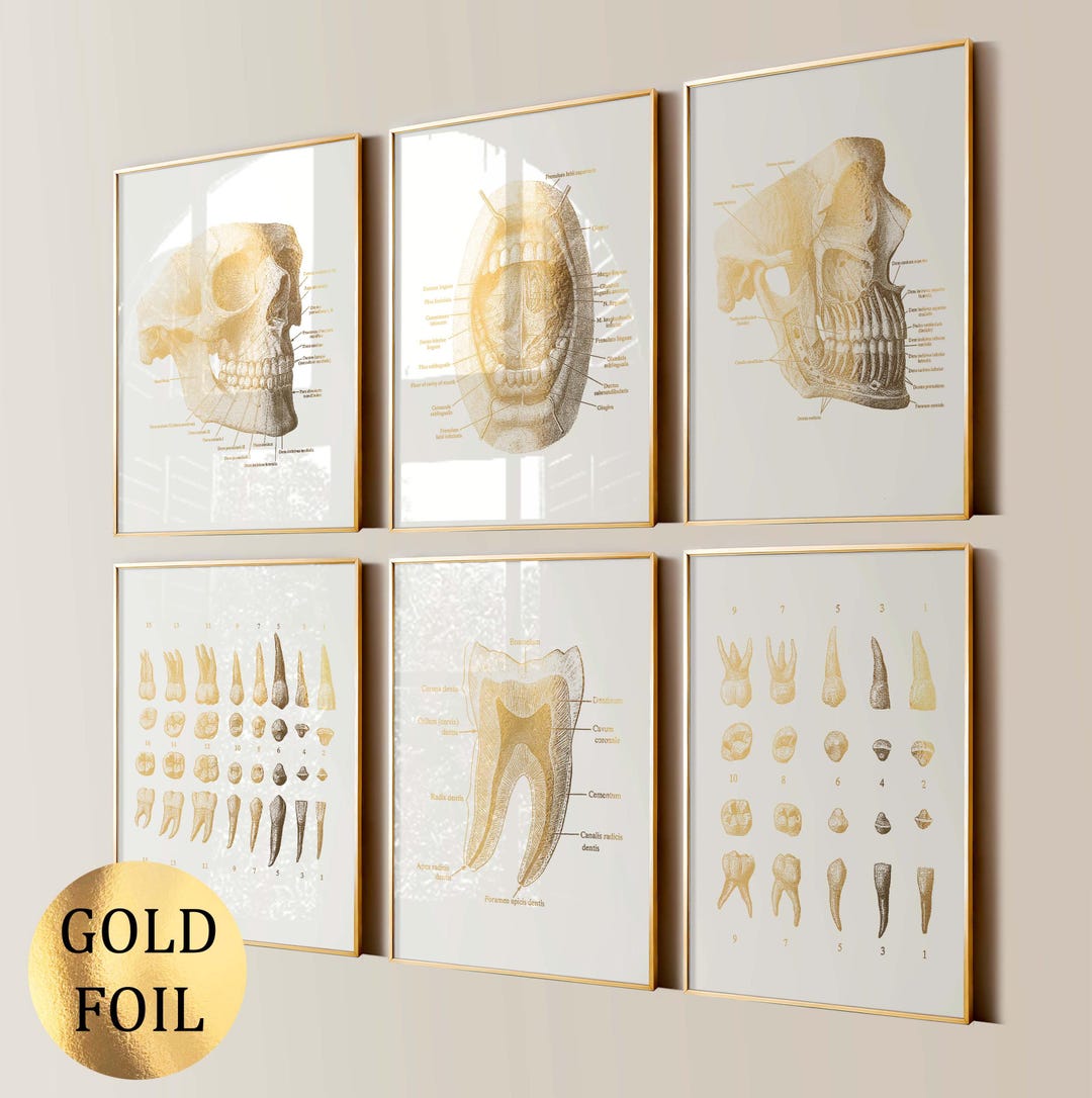 歯科解剖学ポスター6枚セット 歯科ポスター 歯の構造図 歯の番号 歯科