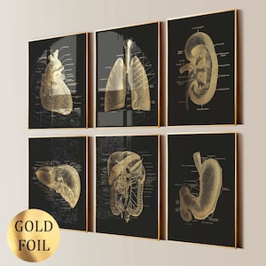 Könnte beinhalten: Ein Set aus sechs gerahmten Wandbildern mit goldenen anatomischen Illustrationen menschlicher Organe auf schwarzem Hintergrund. Die Drucke zeigen Herz, Lunge, Niere, Leber, Verdauungssystem und Magen, jeweils mit detaillierten Beschriftungen.
