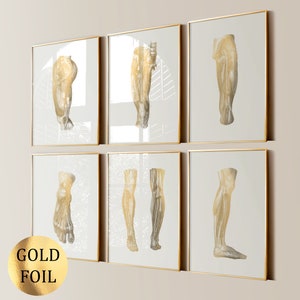 Set 6 voet anatomie kunst orthopedische poster medische kunst voet diagram spierstelsel podotherapeut cadeau chirurg cadeau wetenschap kunst goudfolie print