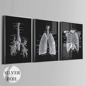 Op de afbeelding: Set van drie ingelijste anatomische kunstprints. Elke print toont een gedetailleerde zwart-wit illustratie van het menselijk ademhalingssysteem, inclusief de luchtpijp, longen en ribbenkast. De frames hebben een zilveren afwerking. De tekst "SILVER FOIL" staat linksonder.