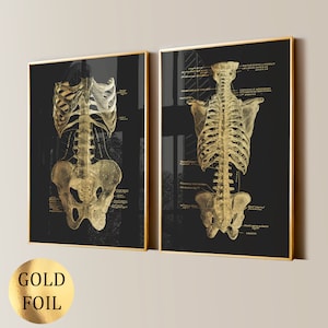 Könnte beinhalten: Zwei gerahmte Wandkunstdrucke mit anatomischen Illustrationen des menschlichen Torsos und Skeletts in Goldfolie auf schwarzem Hintergrund. Jeder Druck enthält detaillierte medizinische Beschriftungen in kleiner weißer Schrift neben den Knochen.