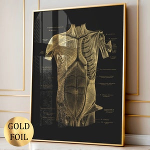 6 Gold Anatomy Art Musculoskeletal System Poster Medical Art Muscle ...