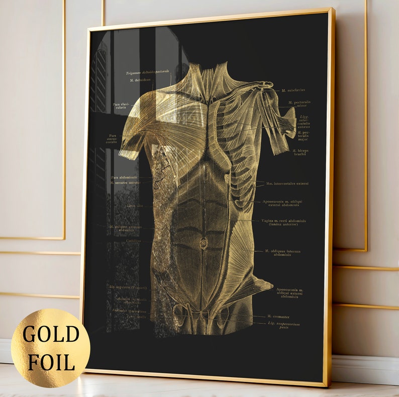 12 Gold Anatomy Posters Muscular System Diagram Medical Art Massage ...