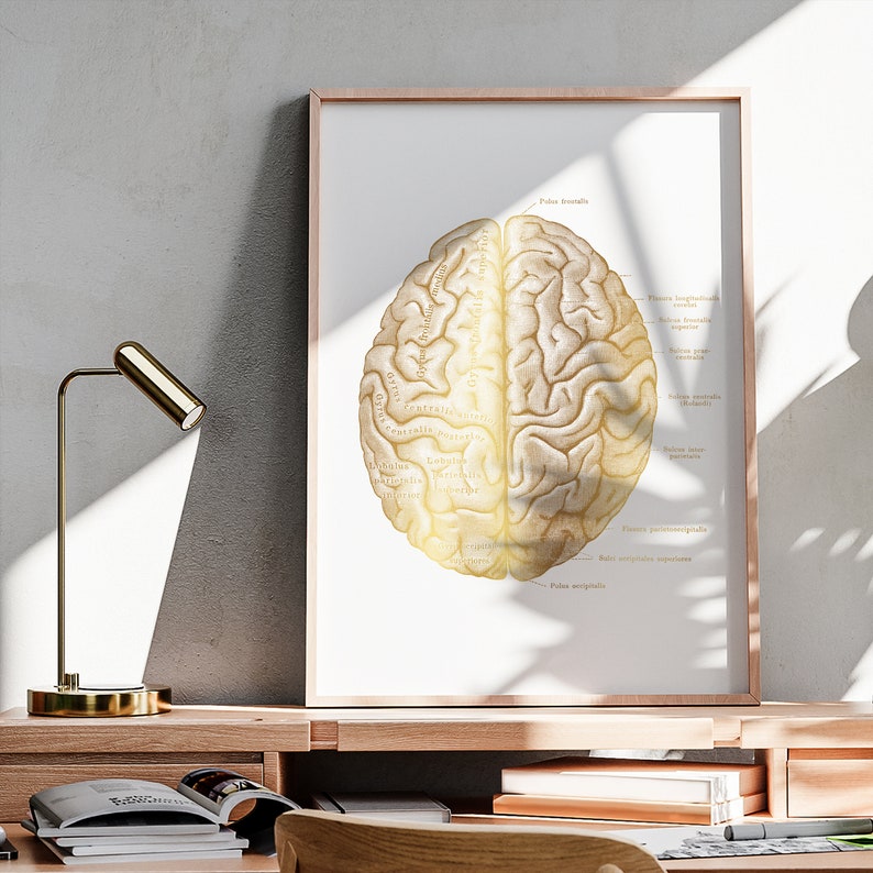 Gold Brain Anatomy Poster Medical Art Neurology Art Neuroscience Art ...