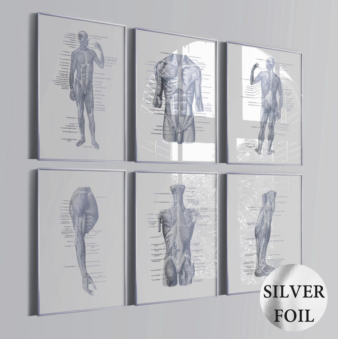 Set 6 Human Anatomy Art Muscular System Diagram Medical Art Massage ...
