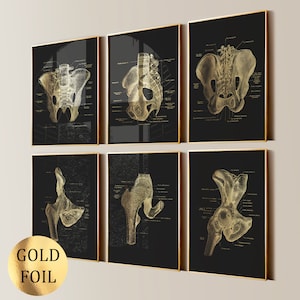 6 Pelvis Prints Skeletal Anatomy Posters Sacroiliac Joint Hip Joint Pelvic Floor Medical Art Orthopedic Art Kinesiology Art Gold Foil Print