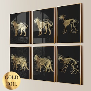 Set di 6 poster di anatomia degli animali domestici, anatomia degli animali, anatomia del cane, anatomia del gatto, decorazione per clinica veterinaria, regalo per veterinario, regalo per amanti degli animali, stampa in lamina d'oro
