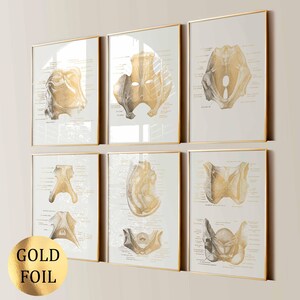 Könnte beinhalten: Sechs gerahmte Drucke mit anatomischen Illustrationen von Knochen in Goldfolie. Die Drucke sind in Goldrahmen vor einer neutralen Wand. Der Text "GOLD FOIL" ist auf einem Goldfolienaufkleber unten links aufgedruckt.