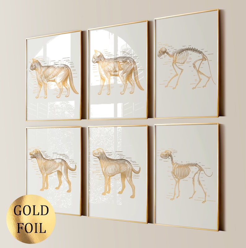 6 Pet Anatomy Art Animal Medicine Poster Veterinary Art Dog Anatomy Cat ...
